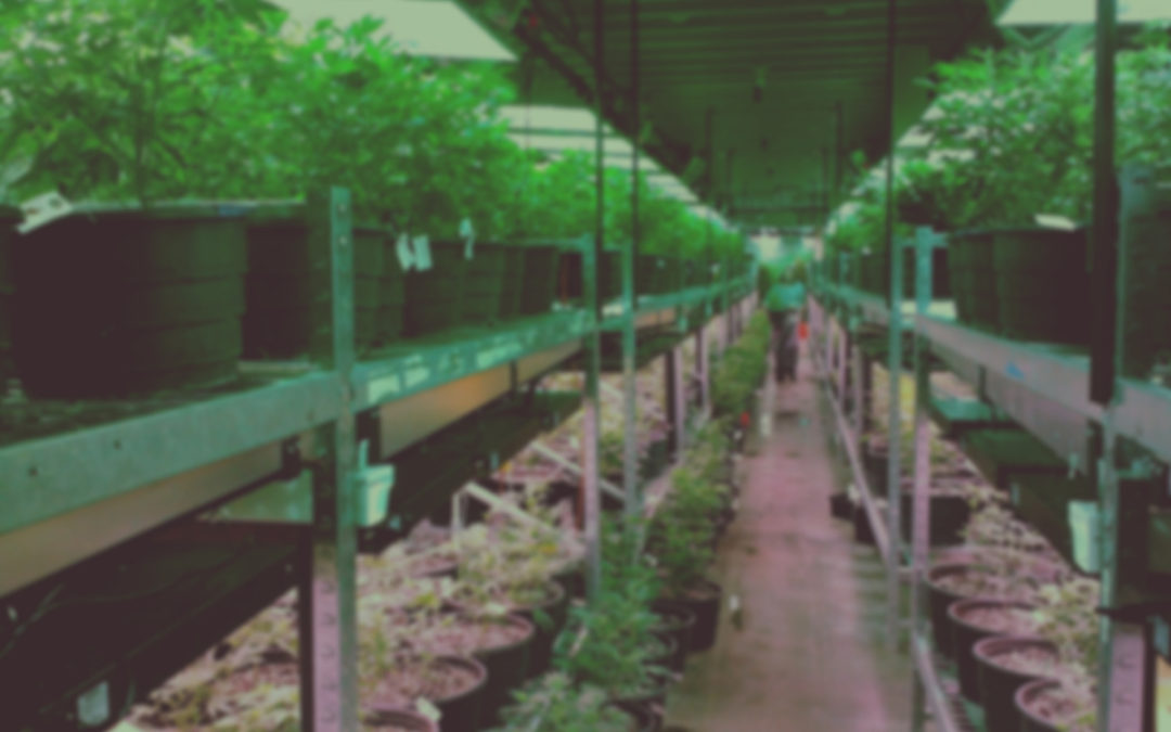 IRC 280E & Defunded War on Medical Marijuana Analysis