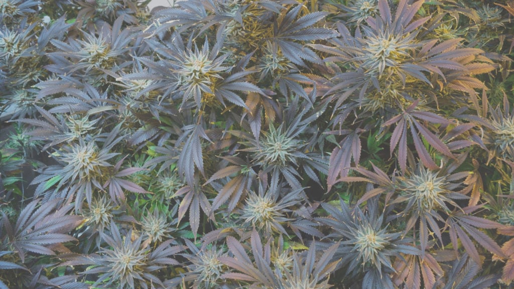 purple cannabis - SAFE Act