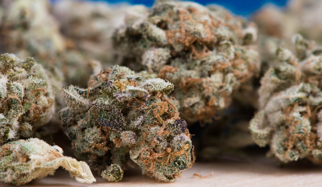 August Cannabis Legalization Update