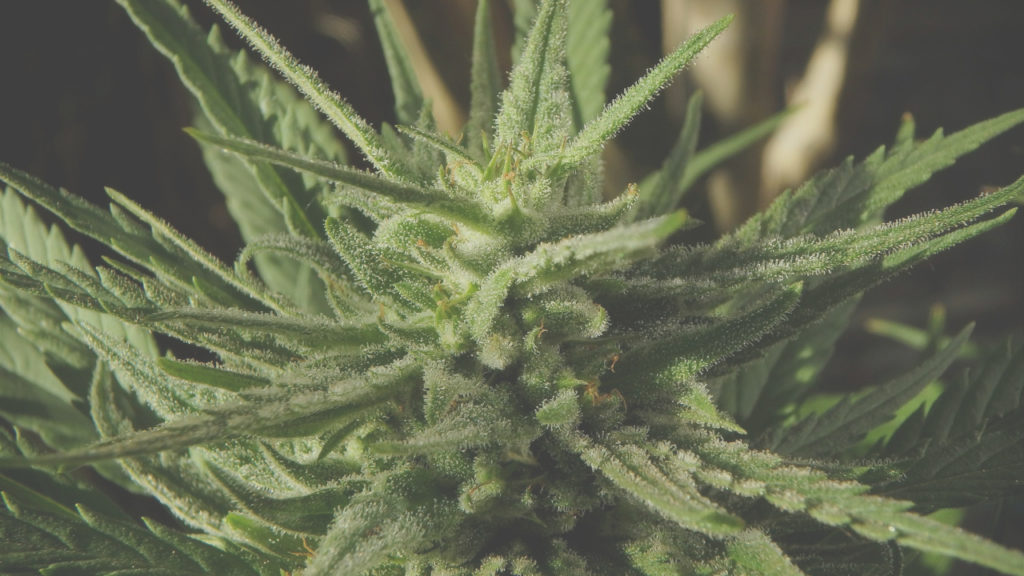 What is hemp