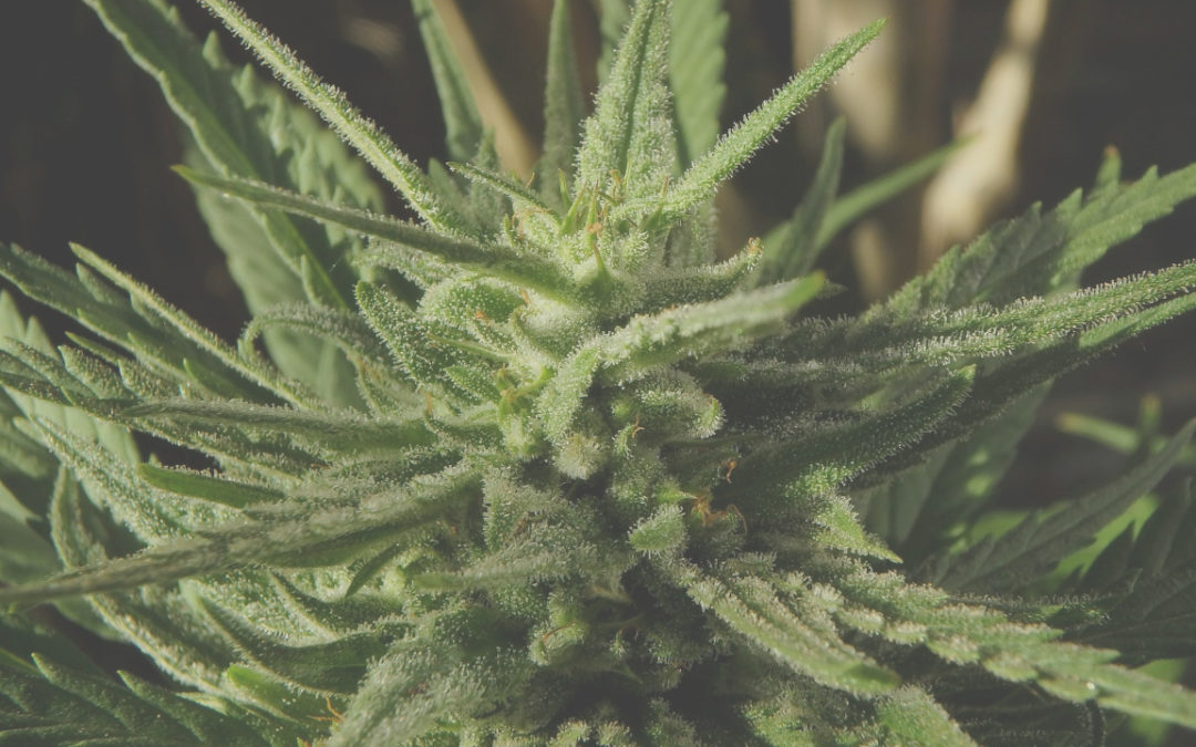Hemp, Cannabis, or Marijuana – What’s the Difference?