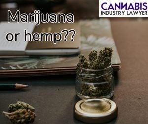 what's the difference between cannabis and marijuana
