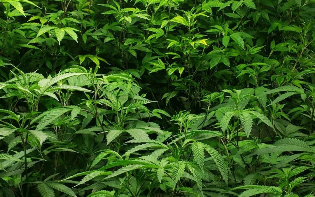 marijuana and money laundering
