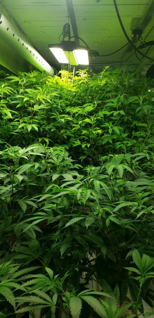 cannabis credit cards