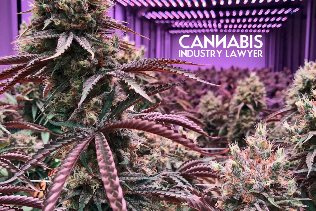 illinois cannabis license timeline