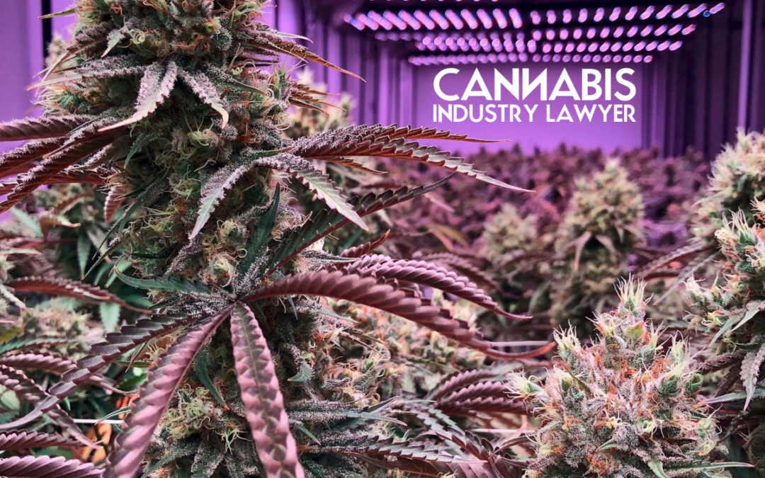 Illinois Cannabis Licensing Timeline