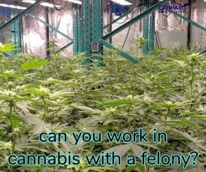 can you work at or own a dispensary or grow with a felony?