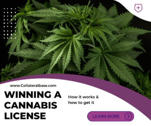 how to win a cannabis license