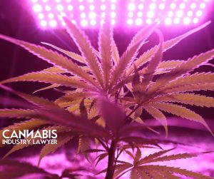 Alabama Medical Cannabis Growers License 2022