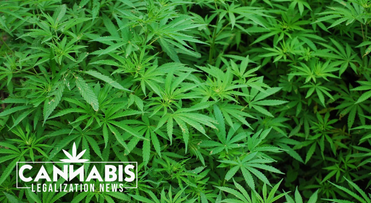 Upper Midwest a circus of marijuana laws, proposals - Duluth News Tribune