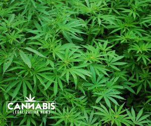 cannabis legalization news podcast