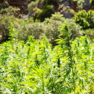 hemp THC Levels