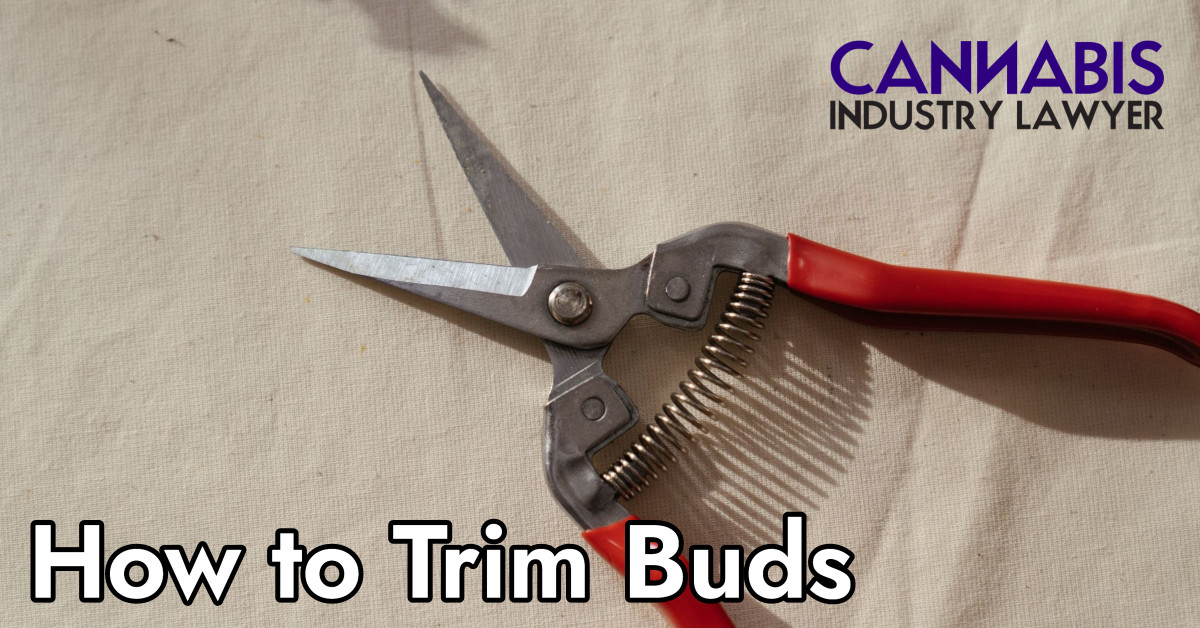 Wet Trim or Dry Trim Marijuana How to Trim Cannabis how to do it all.