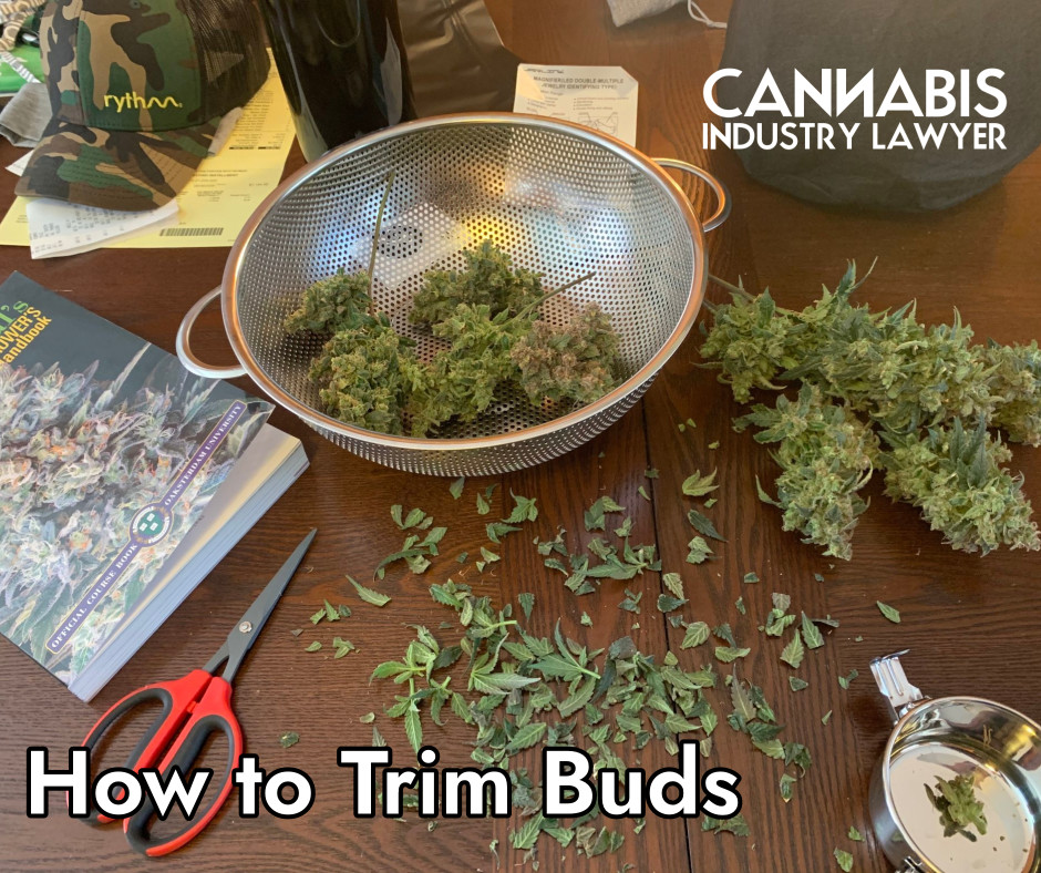 Wet Trim or Dry Trim Marijuana How to Trim Cannabis how to do it all.