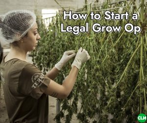 How to Start a Legal Grow Op