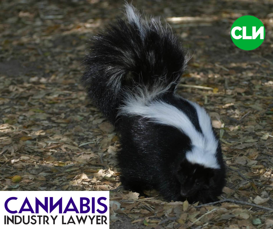 Why Does Weed Smell Like Skunk? Here's what you need to know.