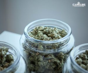 Michigan Cannabis Laws