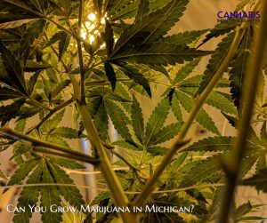 Can you grow marijuana in michigan