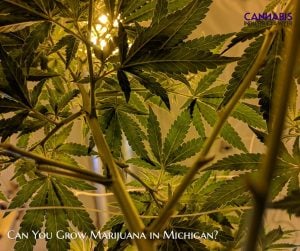 Can you grow marijuana in michigan