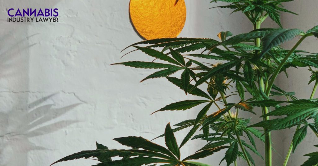can you grow marijuana in Arizona