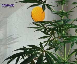 can you grow marijuana in Arizona