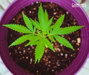 can you grow marijuana in arizona-3