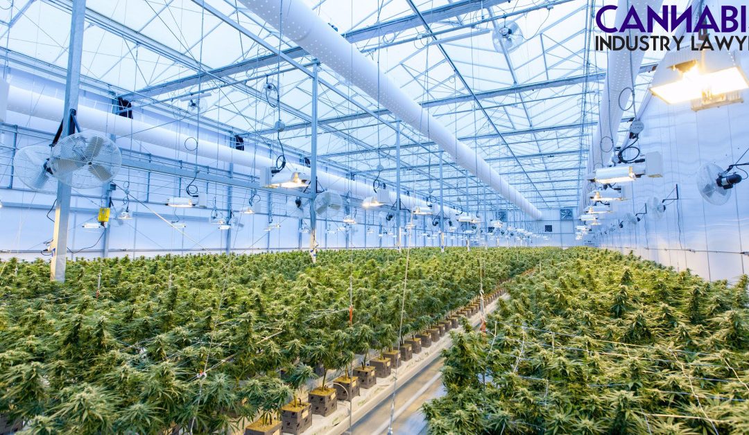 Kan du patentere din nye cannabisstamme