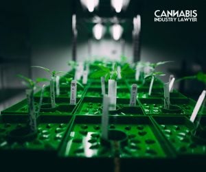 Can You Patent Your New Cannabis Strain
