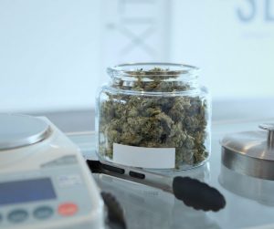 HOW TO GET A MARIJUANA BUSINESS LICENSE IN MISSISSIPPI