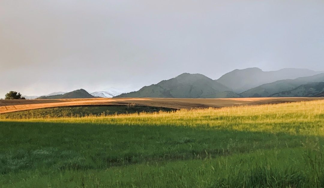 Hvordan få en Cannabis Business License i Montana