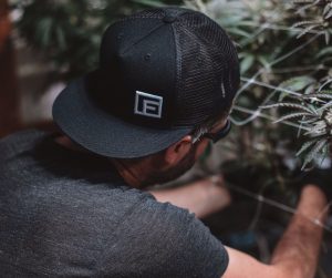 How to Get a Cannabis Business License in Montana