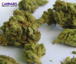 mississppi medical marijuana legalization