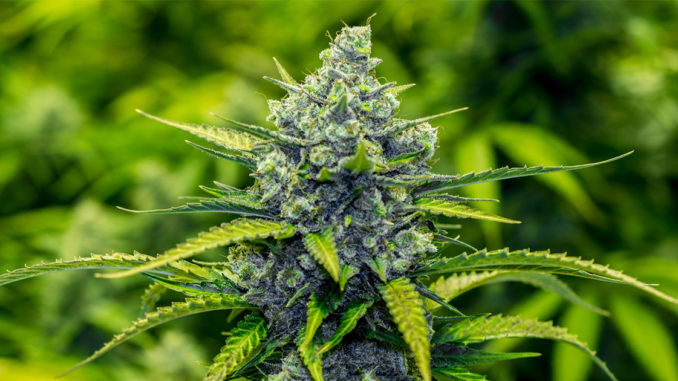Belar-678x381 Patente al dezakezu Cannabis Tentsio Berria