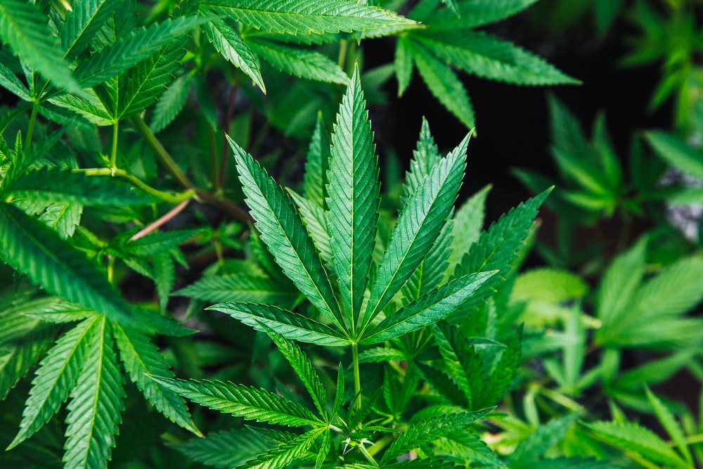 photo-1519181236443-b175d4c3ca1d Patente al dezakezu Cannabis Tentsio Berria