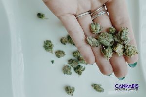 Georgia Cannabis: Trulieve sues the state over medical license