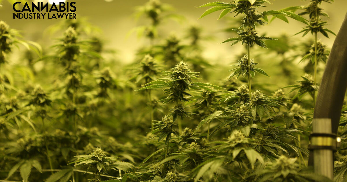 How to get a Michigan Dispensary License Michigan Cannabis News