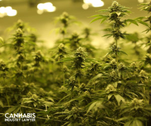 New York Cannabis License