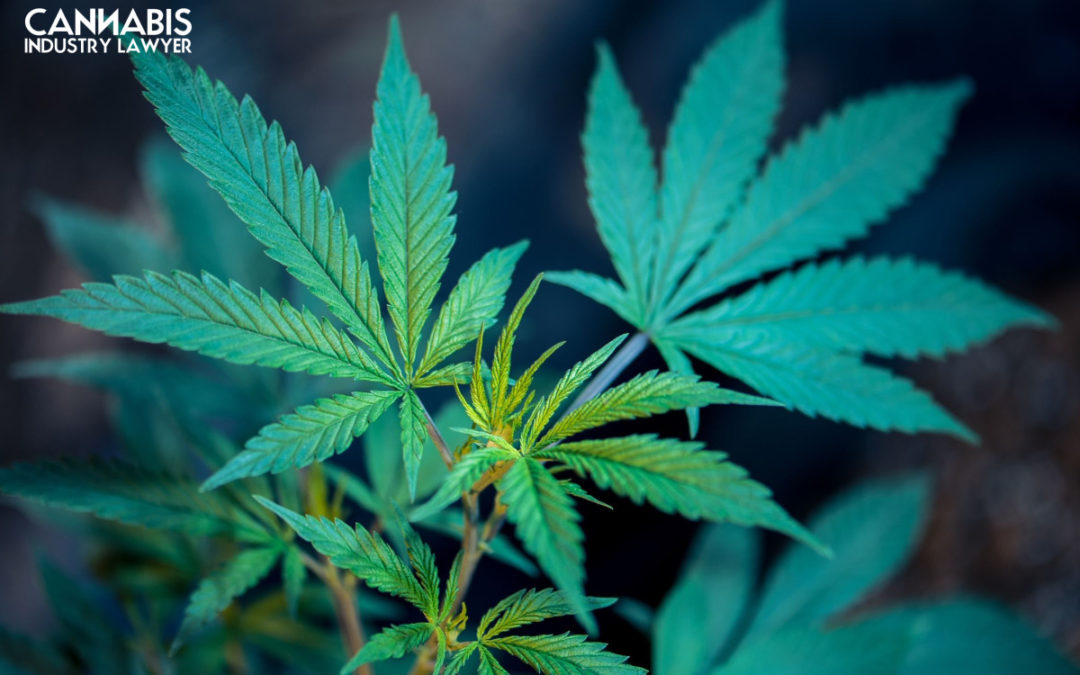 Licentie voor levering van cannabis in New Jersey