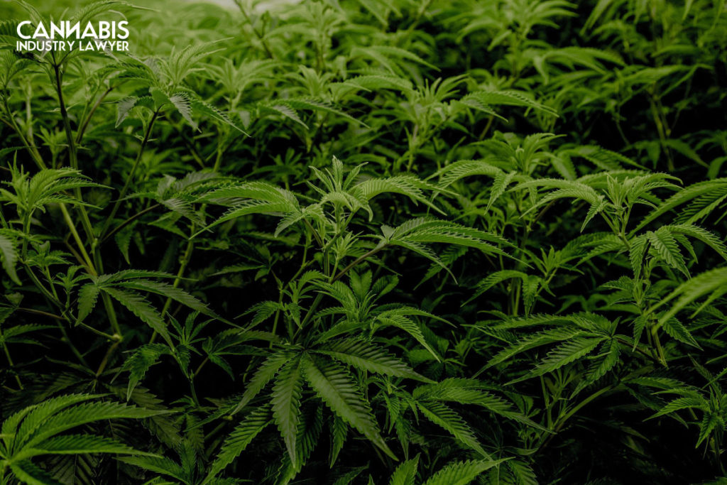 New Jersey Cannabis Manufacturer License