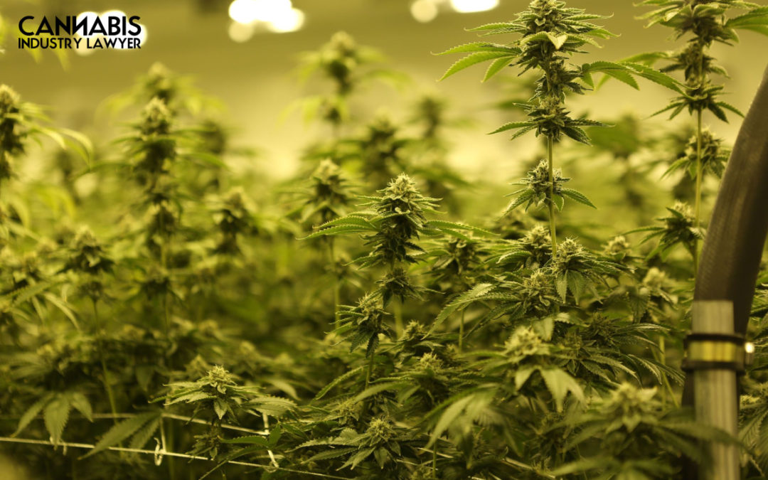 Laesense ea Khoebo ea Marijuana ea Virginia