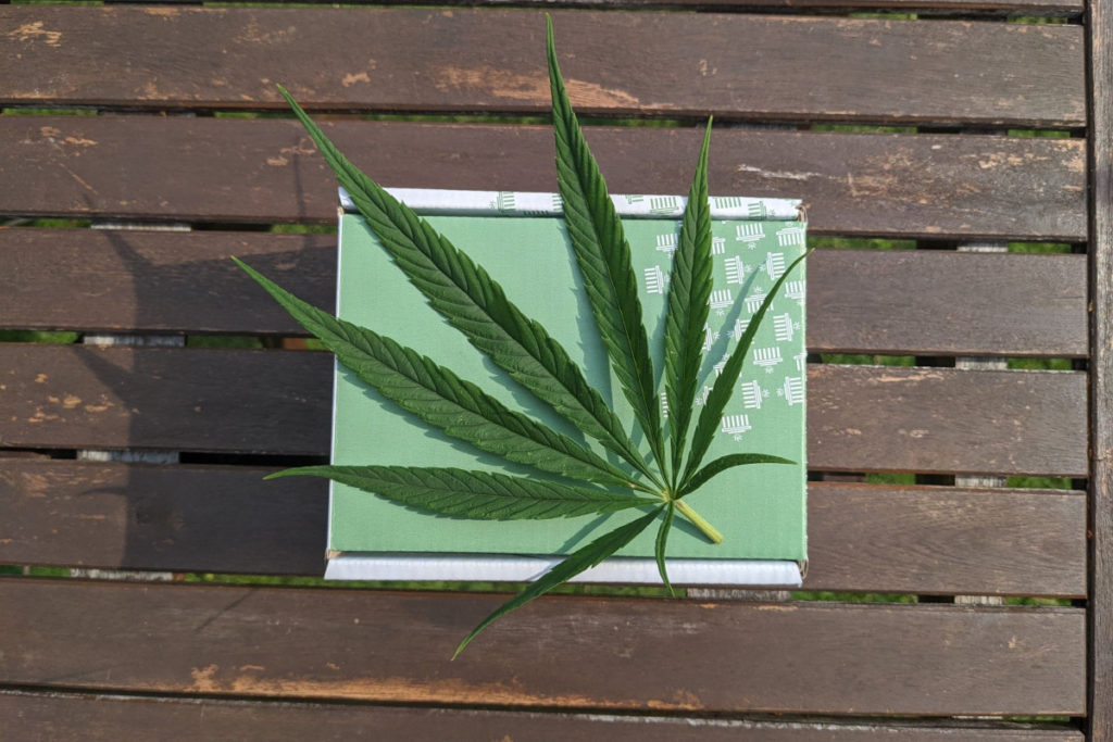 Marijuana Leaf