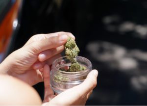 Pot De Fleurs De Cannabis Femelle