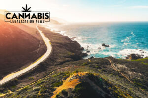 cannabis license in california