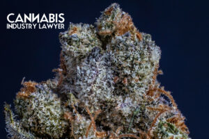 massachusetts cannabis license