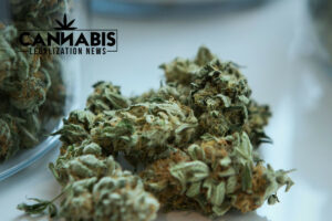 cannabis license in california