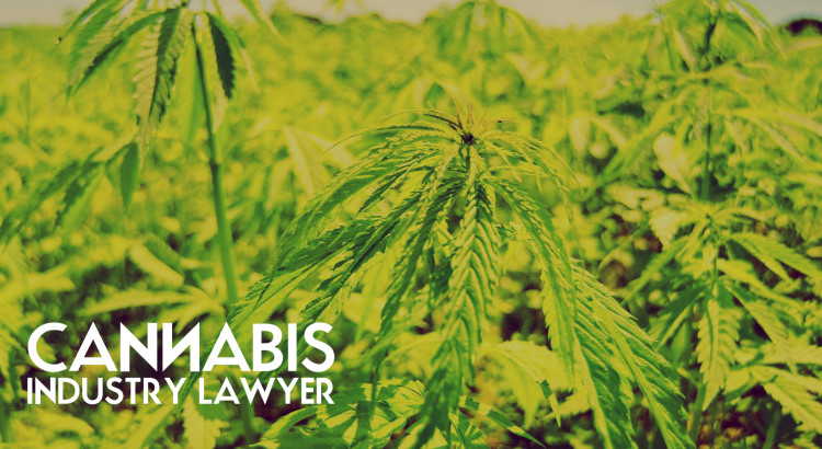 cannabis industry lawyer