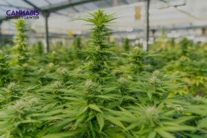 cannabis dispensary license application mississippi
