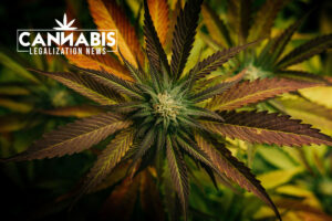 Cannabis delivery license