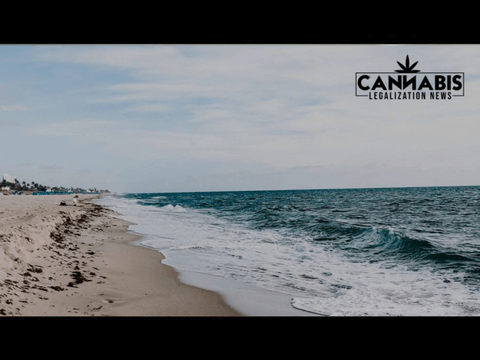 IS THE FLORIDA CANNABIS LICENSE MARKET ABOUT TO OPEN UP