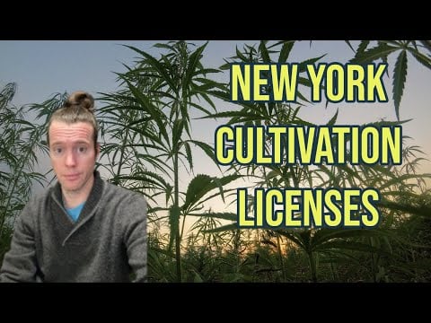 LICENSE LIMITS IN NEW YORK CANNABIS